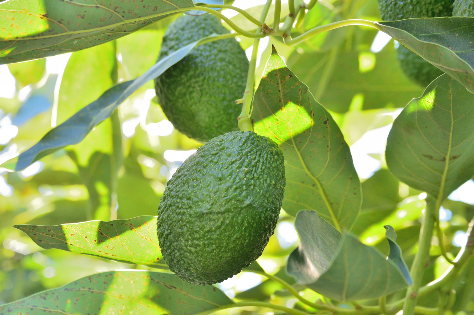 Hass avocados in avocado tree